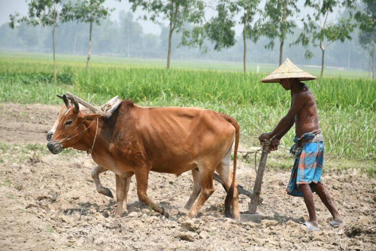 A farmer in Rangpur, Bangladesh, ploughs a field with oxen, showcasing traditional agricultural practices.